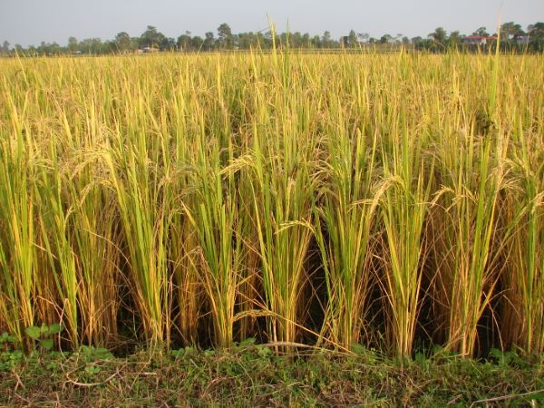 Rice-crop-in-the-Chitwan-Valley (1)